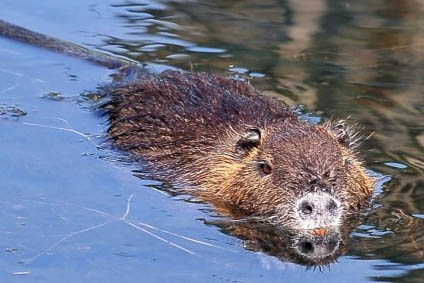 Nutrie sull'argine !!!